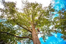 How Our Tree Care Process Works  in  Dublin, PA