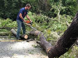 Best Hazardous Tree Removal  in Dublin, PA