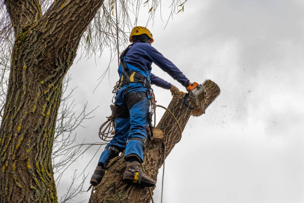 Best Tree Risk Assessment  in Dublin, PA