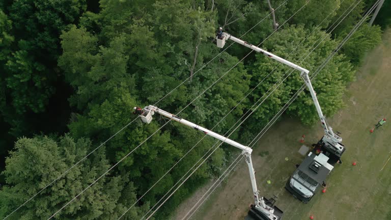 Best Storm Damage Tree Cleanup  in Dublin, PA