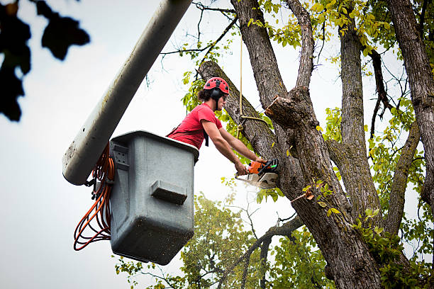 Tree and Shrub Care in Dublin, PA